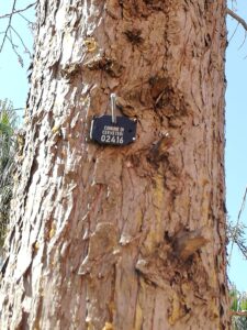Multiservizi Caerite a salvaguardia del patrimonio arboreo pubblico di Cerveteri.
